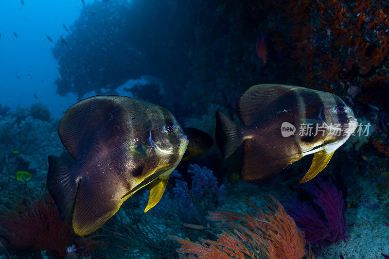 长鳍蝙蝠鱼Platax Teira外礁，一个海山东部的瓦卡拉克岛，印度尼西亚